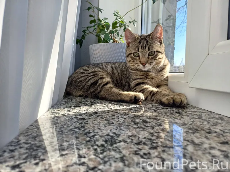 Пропал кот! Описание: • Пол: к...