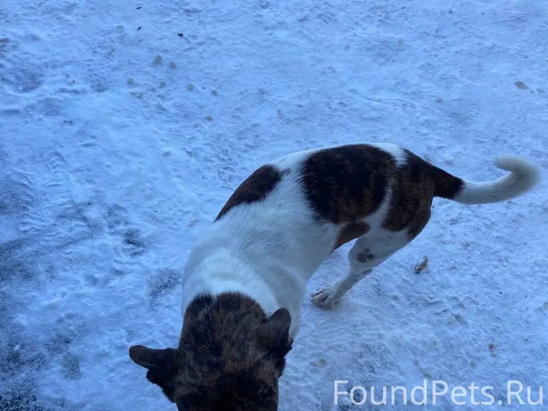 На октябрьской 1 часто бегает ...