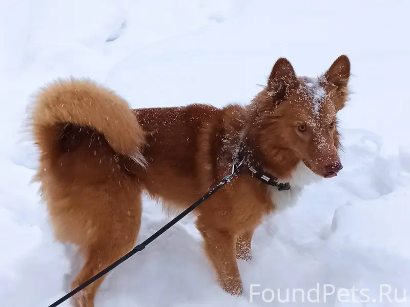 Этот умный и милый пёс был...