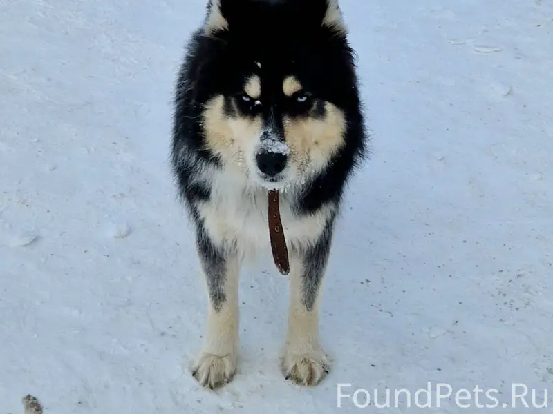 Чей пес потерялся? На Никеле у...