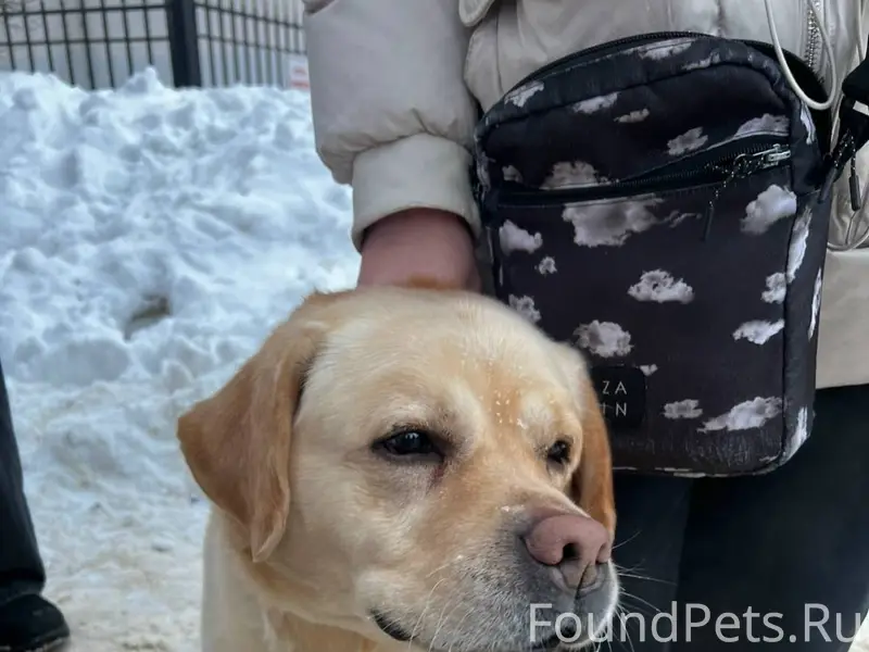 Пропала собака!!! Если кто то ...