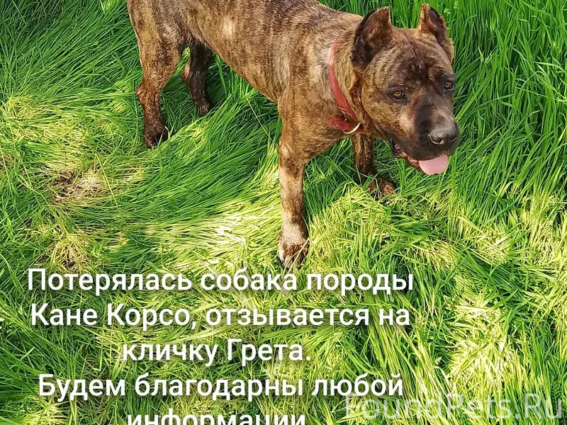 02.02 пропала собака г. Азов.....