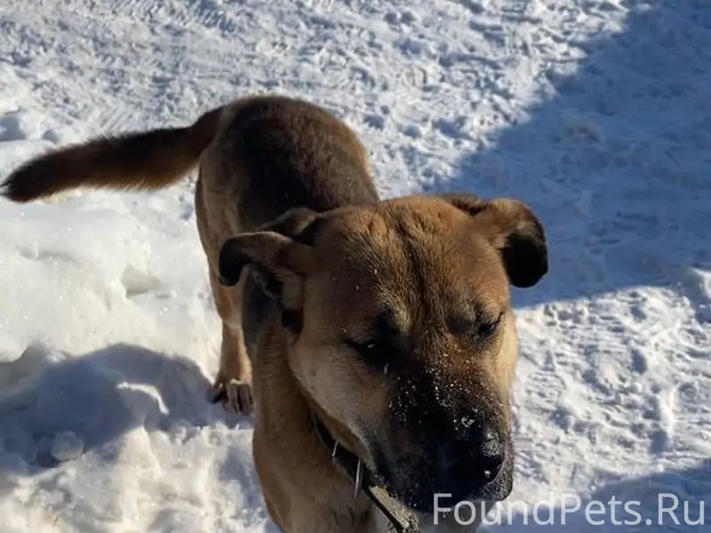 Найдена собака-девочка с ошейн...