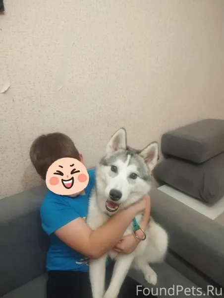 Найден щенок хаски,с ошейником...
