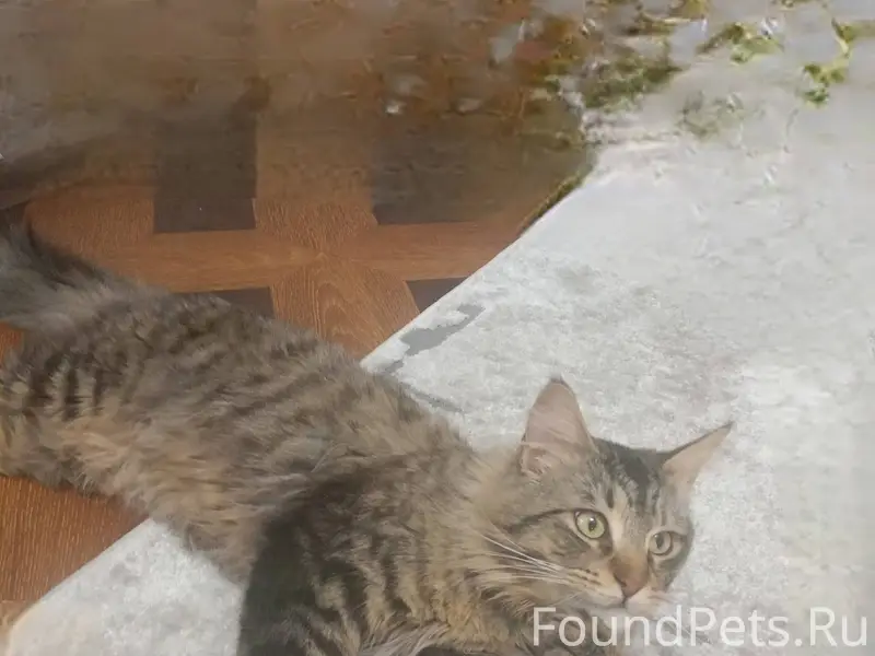 Пропал кот,откликается на клич...