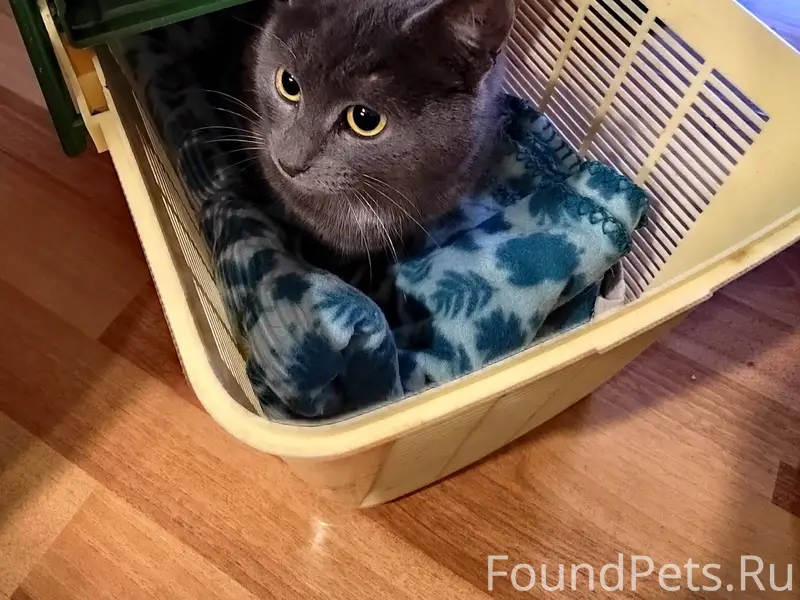 Найдена кошка, может кто узнае...