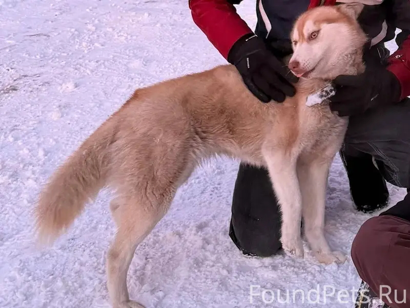 Пропала собака хаски с ошейник...