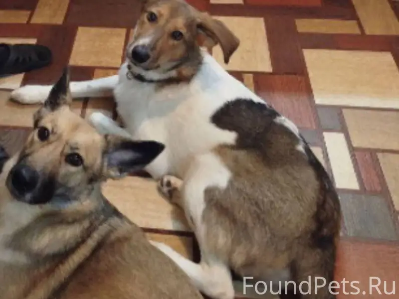Сбежала собака кличка Гром На ...
