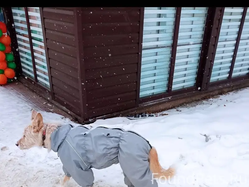 Возле кинотеатра "Родина" брод...