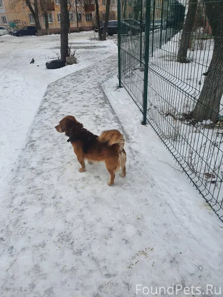 Плтерялась собака. Вчера вечер...