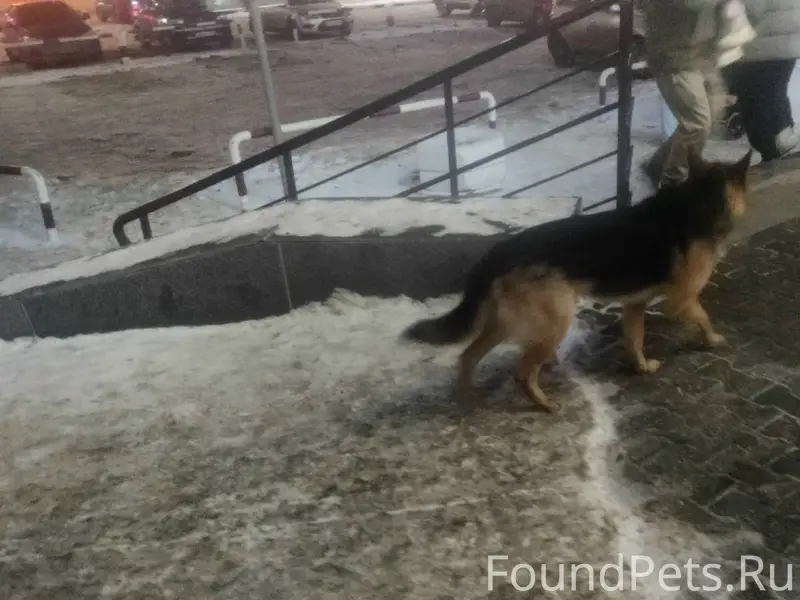 Собака похожая на овчарку, на ...