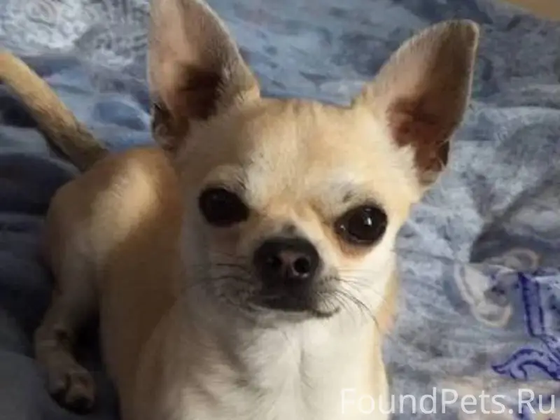 ❗️ВНИМАНИЕ Пропала собака 🦮 в ...