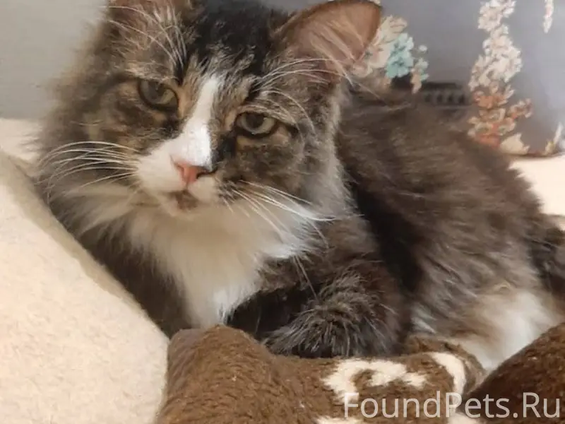 Пропал кот по кличке Торик в.....