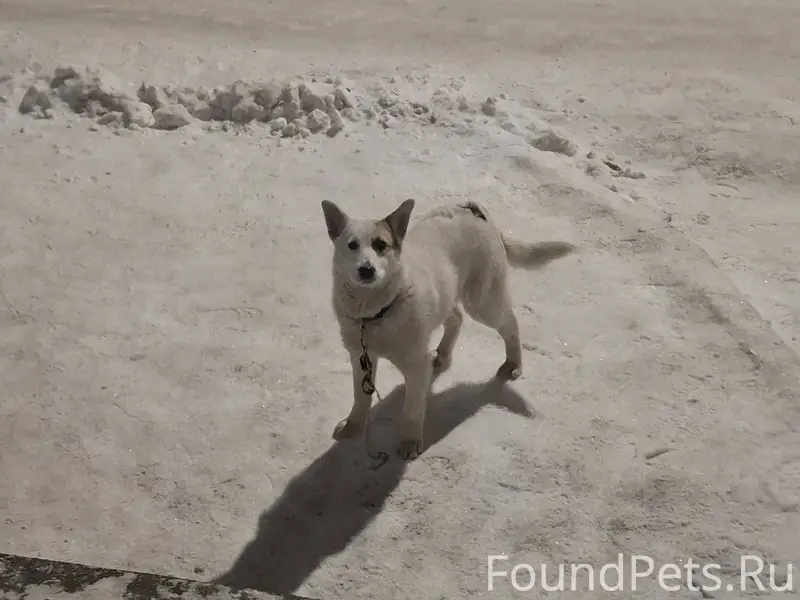 Кто потерял собаку? Ищет хозяе...