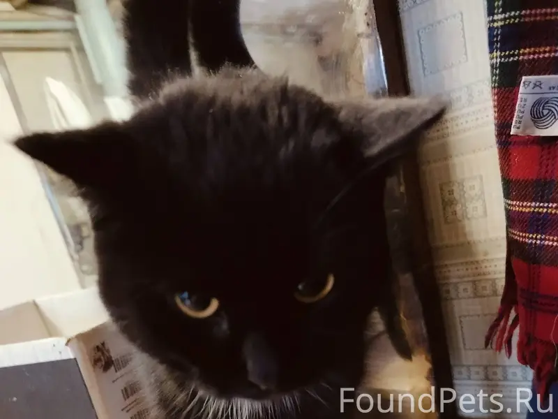 Найдена кошка на 1ой республик...