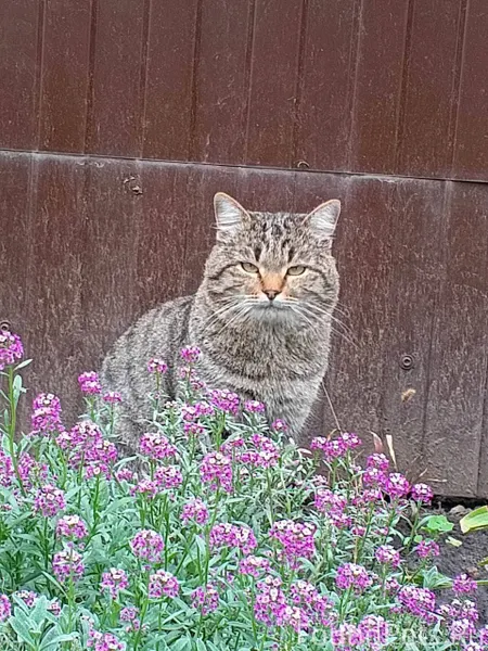 ПРОПАЛ КОТ!!!!! Зовут Яша, отк...