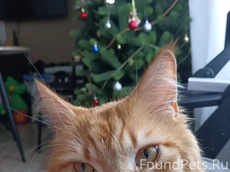 Пропал кот, 1-й Средний проезд...