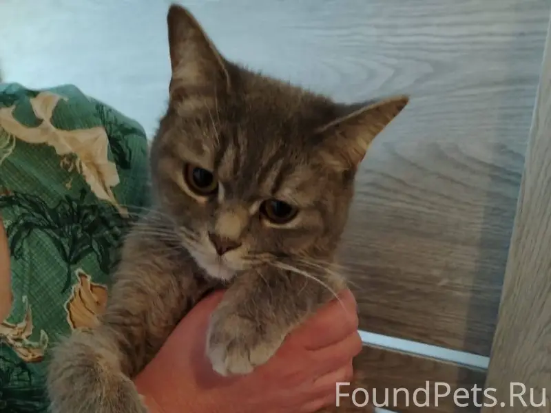 ‼️Внимание‼️ Найдена кошка в п...
