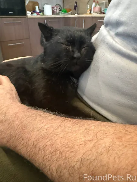 Пропал черный кот,село екимови...