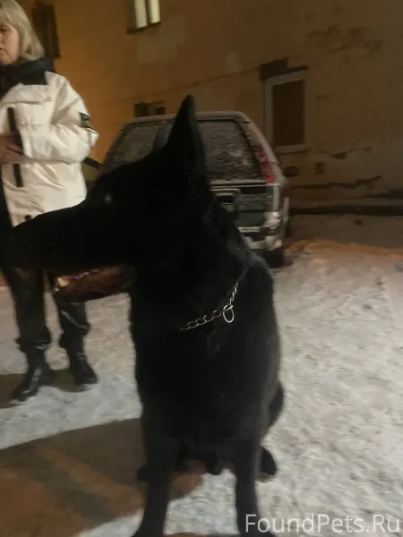 Найден пес, может кто знает че...