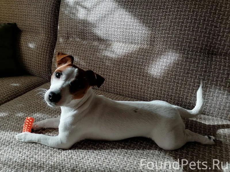 Потерялась собака, 89129695045