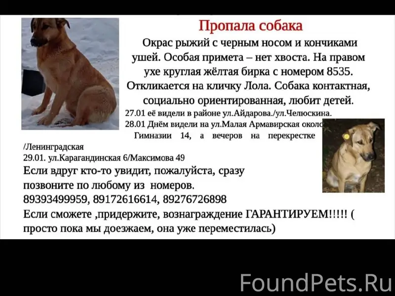 Пропала собака. Друзья, не тер...