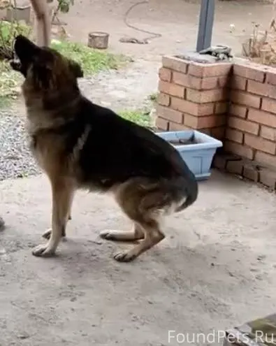 Добрый вечер,пропал пес в райо...