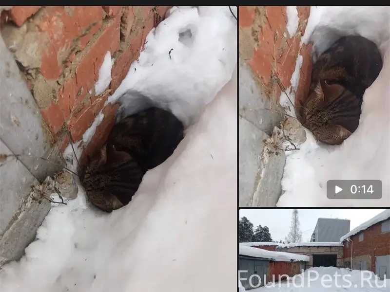 Найден кот, район нефтеразведк...