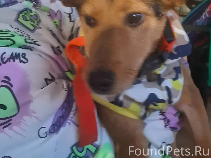 Найдена собака..район Цемдолин...