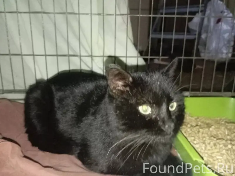 Найден кот с ошейником от блох...