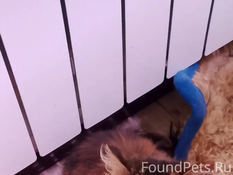 Добрый вечер. В деревне Коротн...