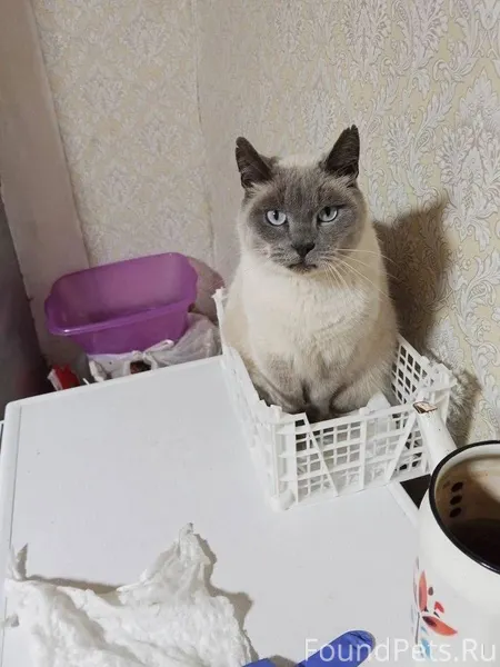 Пропал кот в районе улиц Сверд...