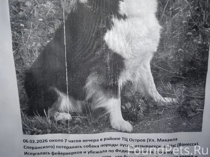 Потерялась собака 🐶. Репост # ...