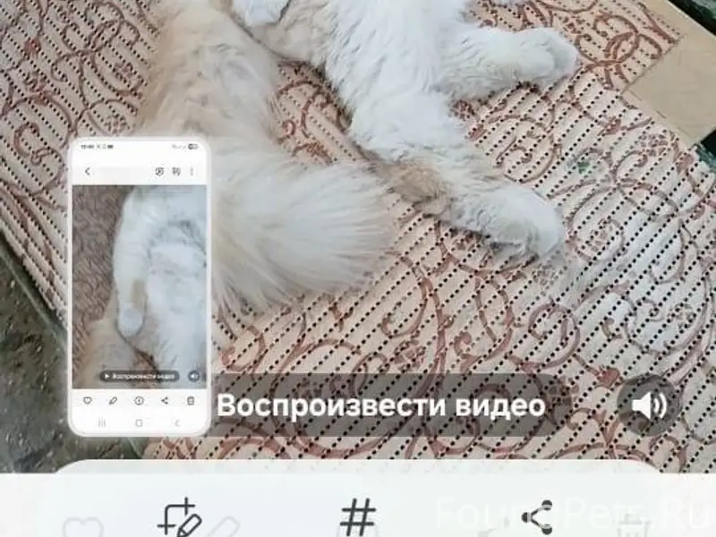 Пропал кот Персик 6 февраля,ра...