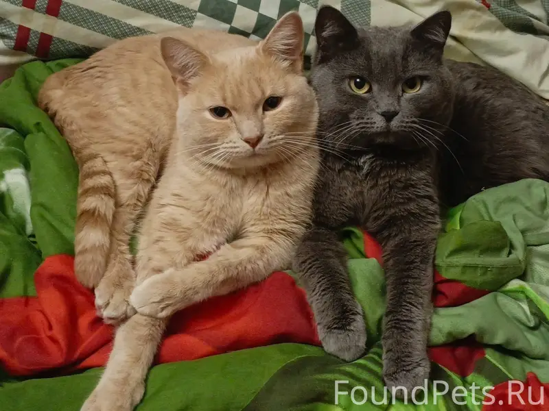 Здравствуйте.Пропал кот Рыжик,...