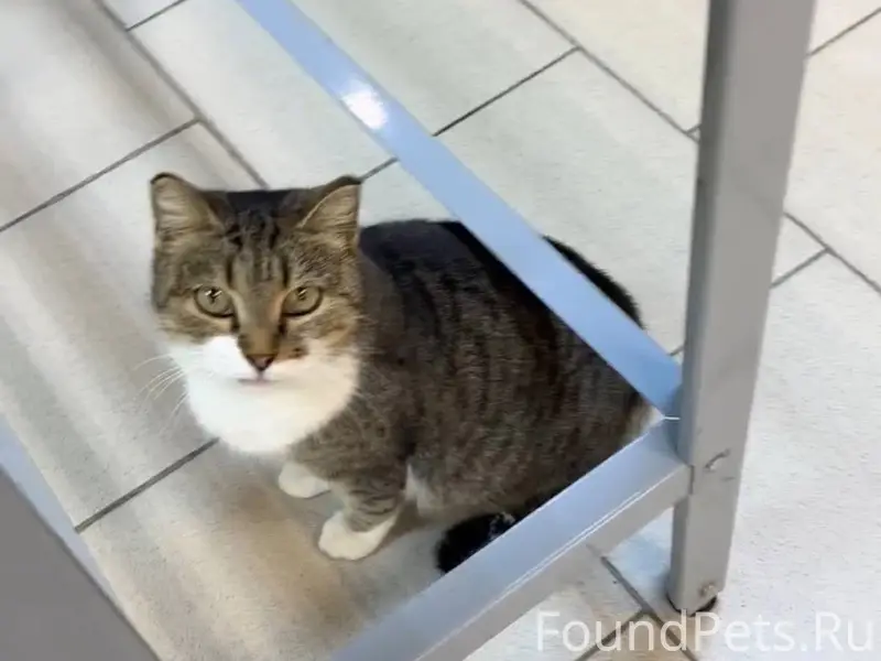 Кому известно о судьбе этой ко...