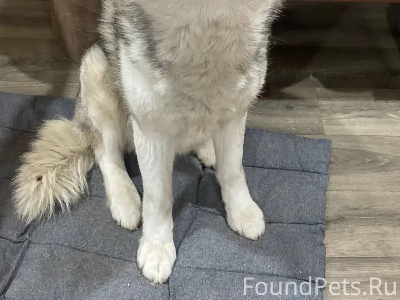 Срочно ищем хозяев собаки! Пес...