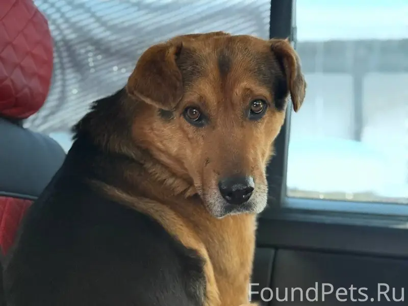 Потерялась собака. В четверг с...