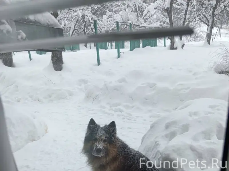 Потерялась чья-то собака, бега...