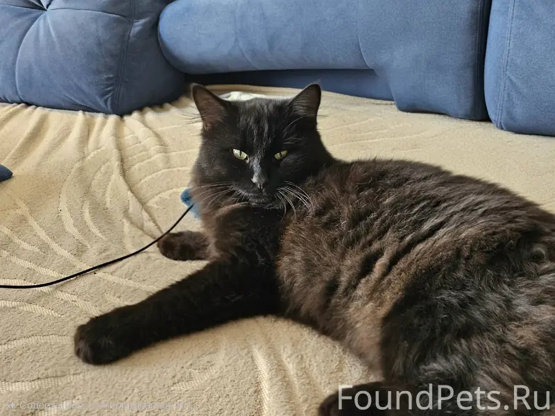 ПРОПАЛ КОТ ! Темрюк Район цент...