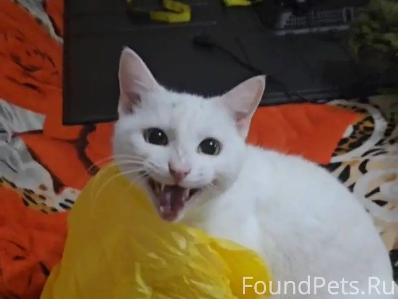 ПРОПАЛА кошка, отзывается по к...