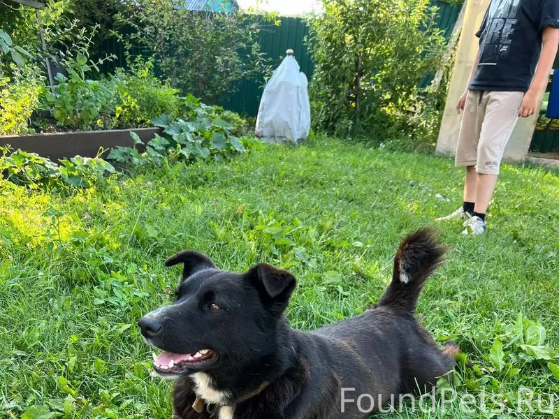 Здравствуйте, потерялся пёс в ...