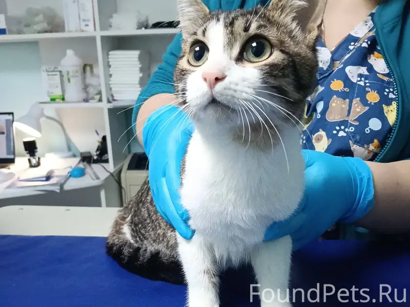 🆘НАЙДЕН КОТЁНОК ПОДРОСТОК!!! 🆘...