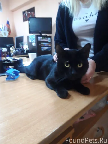 Отдам даром котика - приблудил...