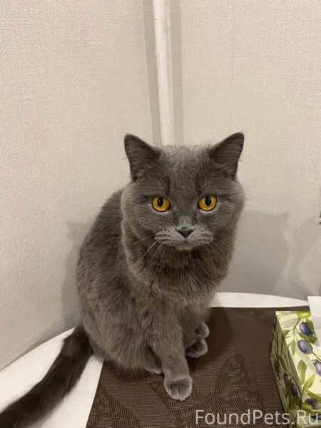 Пропала кошка по кличке Ася 24...