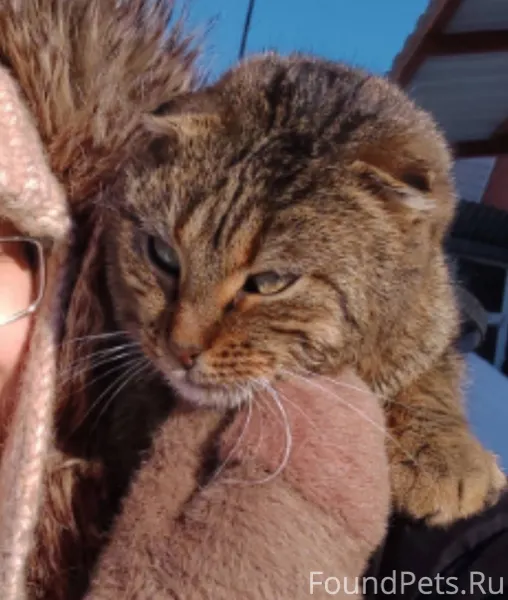 Пропала кошка в районе Шанхай ...