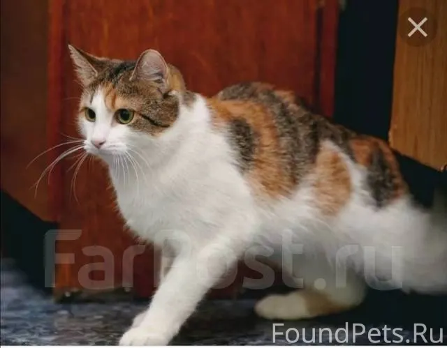 Пропала кошка средних размеров...