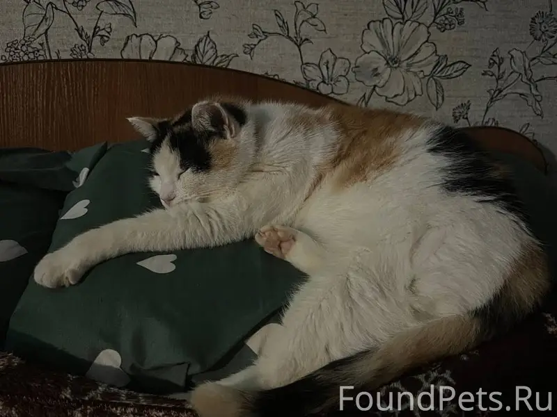 ПРОПАЛА КОШКА!!! По кличке Мар...