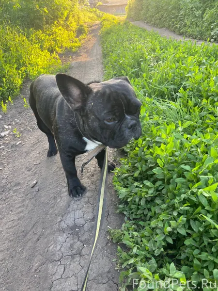 Добрый день, пропал наш любимы...