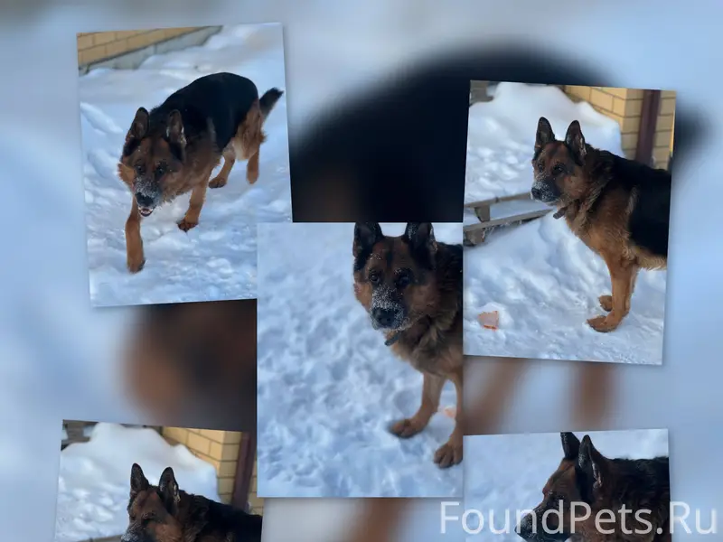 Пропал пес,6.02 в 15...